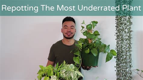 How To Repot Pothos To Climb Up Or Trail Down Houseplant Care Guide