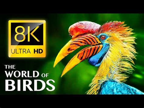 THE WORLD OF BIRDS In 8K ULTRA HD