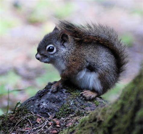 Baby Red Squirrel : pics