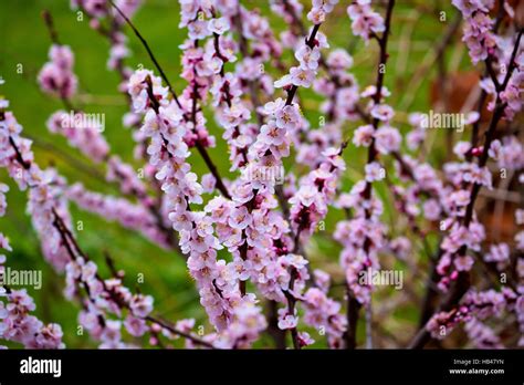 Blossom Apricot Tree Springtime View Stock Photo Alamy