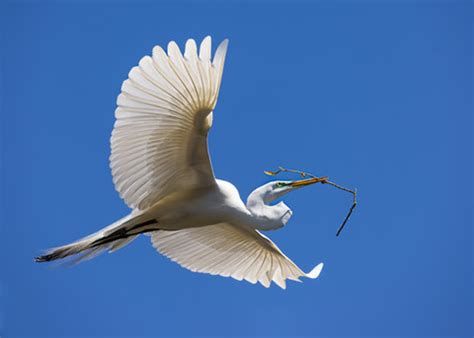 birds | Jackie Kramer Photography