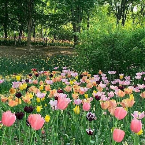 On Twitter Rt Artindetails A Pathway Of Tulips