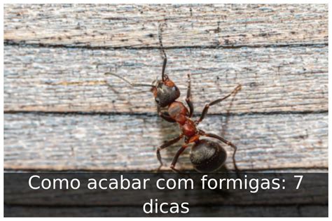 Como Acabar Formigas 7 Dicas