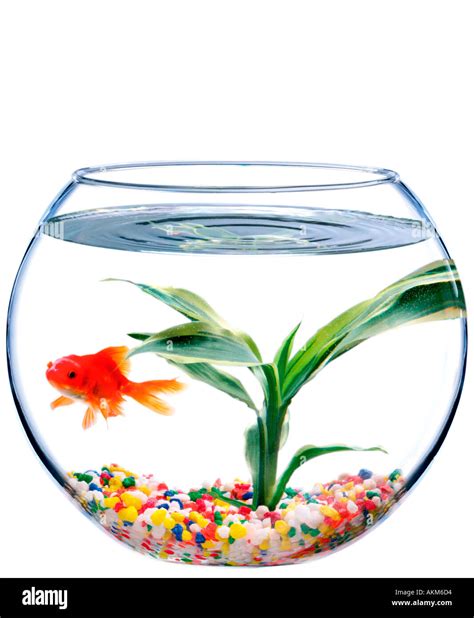 Goldfish Swimming In Goldfish Bowl Stock Photo Alamy