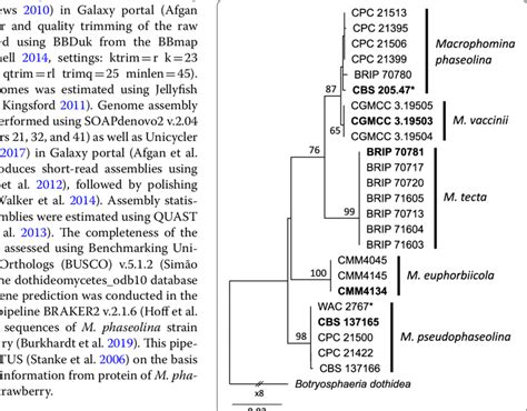 Maximum Likelihood Phylogram Of Macrophomina Species Inferred From The