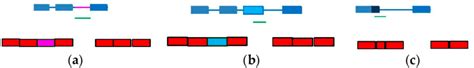 The Use Of Splice Switching Oligonucleotides SSOs To Correct