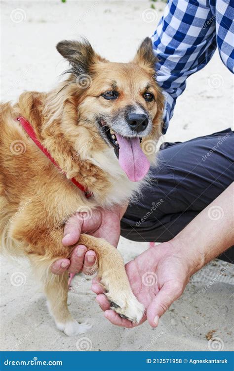 Dog With A Hurt Paw Stock Photo Image Of Joyful Play 212571958