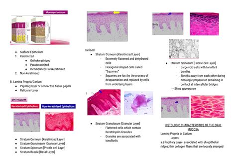 SOLUTION: Oral histology oral mucosa - Studypool