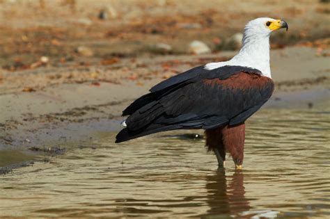 Eagle African Fish Fascinating Africa