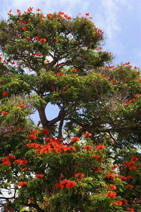 Röda Blommor Som Växer På Träd I En Flochal Madeira Portugal park