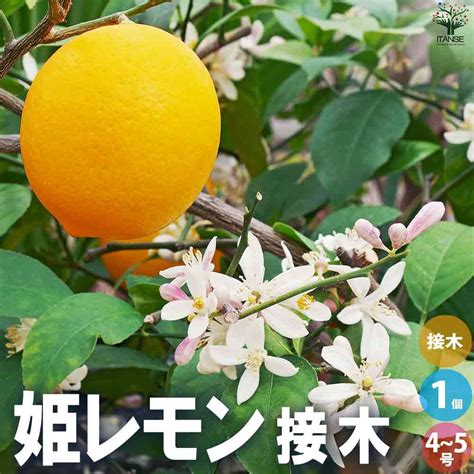 レモンの苗木 姫レモン【果樹の苗木 4～5号ポット 接木苗／1個売り】｜ 【植物のitanse】全品送料無料・即出荷