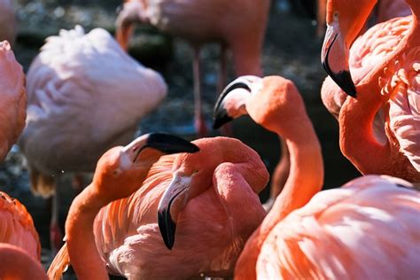 Flamingoer Fugle Dyr Gratis foto på Pixabay Pixabay