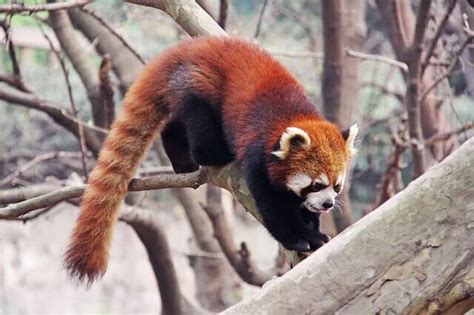 The Red Panda: Behavior and Habitat - My Animals