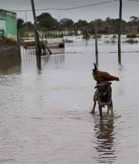 Foto Viral El Perro Que Salv A Una Gallina De Morir Ahogada