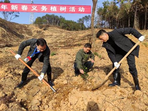 安福县开展新春义务植树活动 关注森林