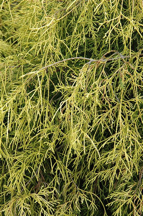 Sungold Falsecypress Chamaecyparis Pisifera Sungold In Issaquah