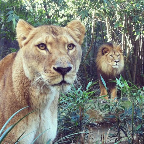 Lions at Taronga Zoo, Sydney, Australia | Zoo, Animals, Lion