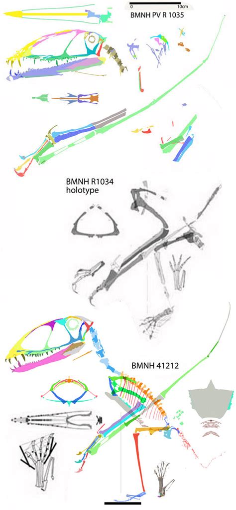 Dimorphodon