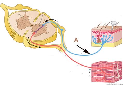 Peripheral And Autonomic Nervous System Lab Quiz Flashcards Quizlet