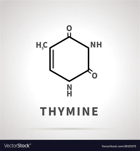 Chemical Structure Thymine One Four Royalty Free Vector