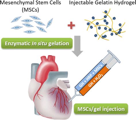 Msc Encapsulating In Situ Cross Linkable Gelatin Hydrogels To Promote