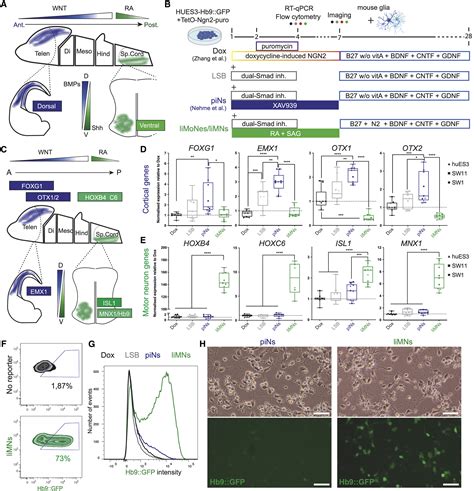 Efficient Generation Of Lower Induced Motor Neurons By Coupling Ngn2