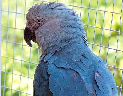 Spix's macaw | Rio Wiki | Fandom