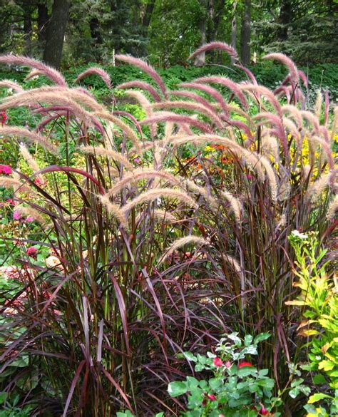 Purple Fountain Grass - Jeffries Nurseries