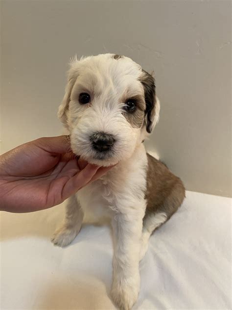 Old English Sheepdog Puppies For Sale Indio Springs Parkway Ca 330173