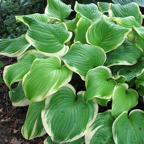 Hosta Medium Leaf Revolution 1 Bare Root Longfield Gardens