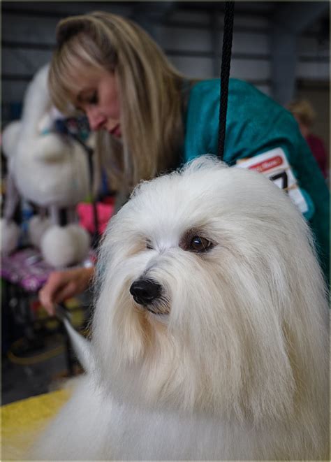 Coton De Tulear Grooming: The Essential Guide with Haircut Pictures