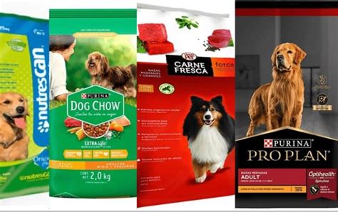 Profeco C Mo Elegir La Mejor Marca De Croquetas Para Perros El