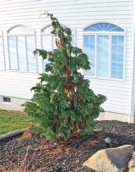 Alaskan Weeping Cedar