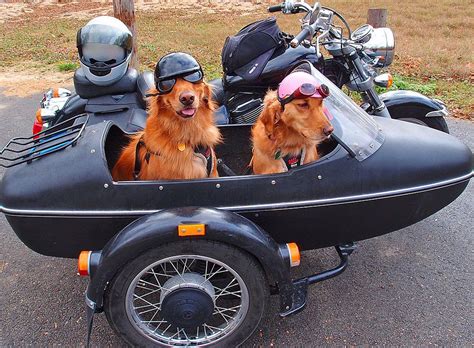 Dogs & Sidecar | Biker dog, Biking with dog, Sidecar