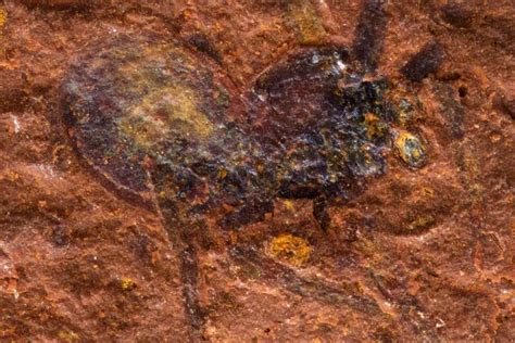 Exquisite spider fossils from Australia offer clues to their evolution ...