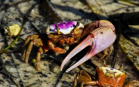 Fiddler Crab Pet