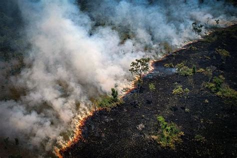 Queimadas na Amazônia alcançam níveis recordes em 2024 impulsionadas