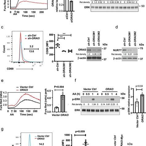 Arachidonic Acid Acts Through Orai3 To Activate T Cells A Naive Cd4⁺ T