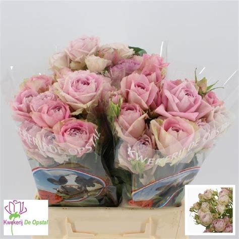 rosa tr silver lace florasystem zilina