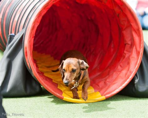 17 Best images about Doxie Pups! on Pinterest | Weenie dogs, Miniature dachshunds and Pets