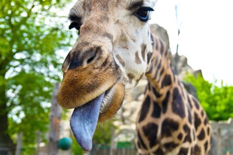 Giraffe Tongue