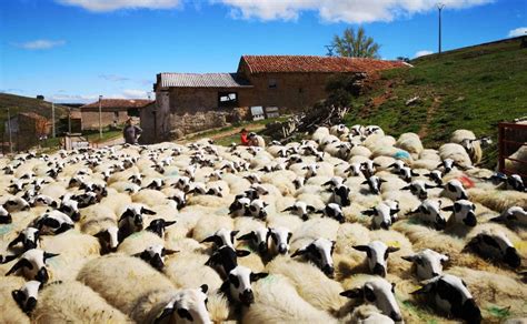 Los Ganaderos De Lechazo De Castilla Y Le N Muy Preocupados Por El