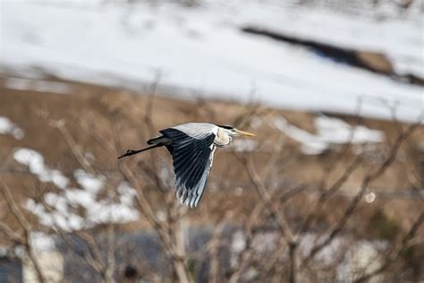 Gray Heron Bird Flying - Free photo on Pixabay