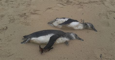 G1 Grupo Inicia Pesquisa Para Descobrir Causa Da Morte De Pinguins Em