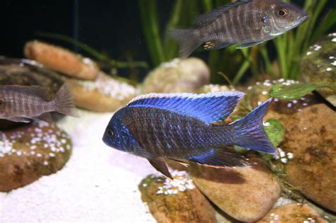 Lake Malawi cichlids breeding "season" | Page 7 | Tropical Aquariums SA