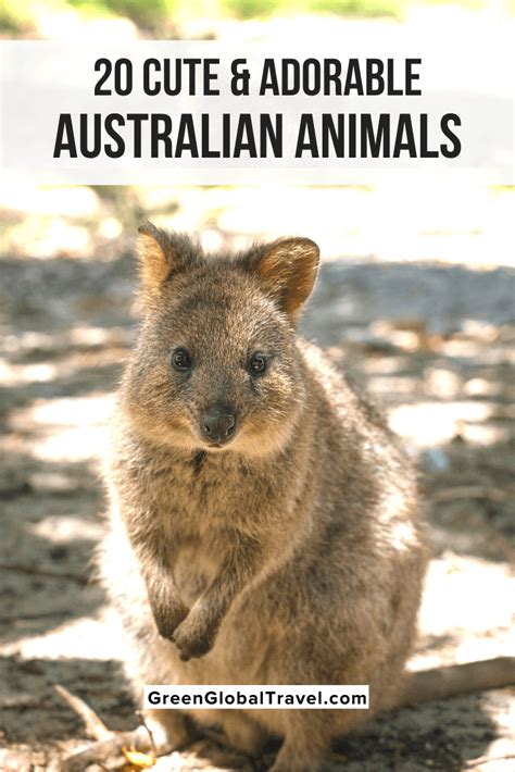 5 Unique Animals In Australia