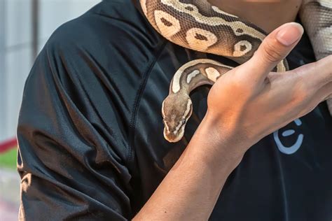 球蟒飼養手冊 球蟒有過千種變異基因？