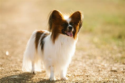 Papillon Photos, Download The BEST Free Papillon Stock Photos & HD Images