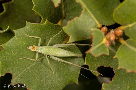 Snowy Tree Cricket Oecanthus Fultoni Female Idyllwild  Flickr