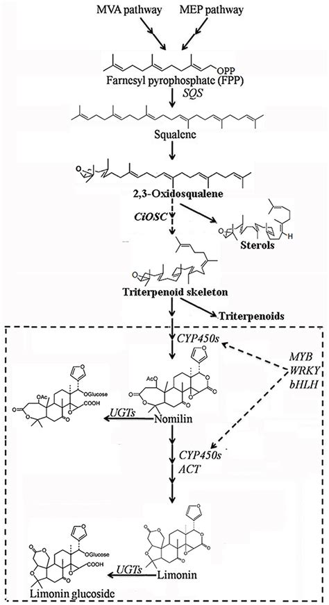 Frontiers Identification Of Putative Genes Involved In Limonoids